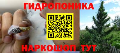крисы Гай